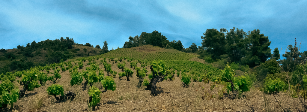 Celler Aixalà i Alcait