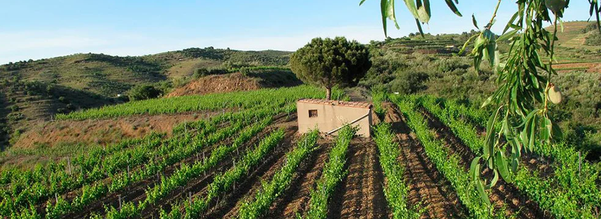 Celler Aixalà i Alcait